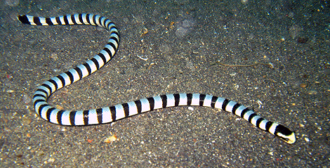 La ilusión de Laticauda colubrina