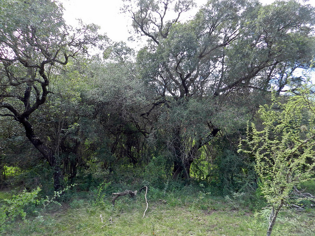 Córdoba: las consecuencias del desmonte y el desmanejo ambiental en la provincia