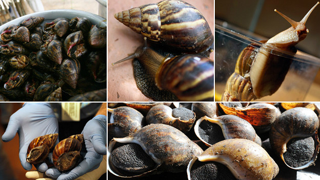 El caracol gigante africano (achatina fulica) también se encuentra en Corrientes