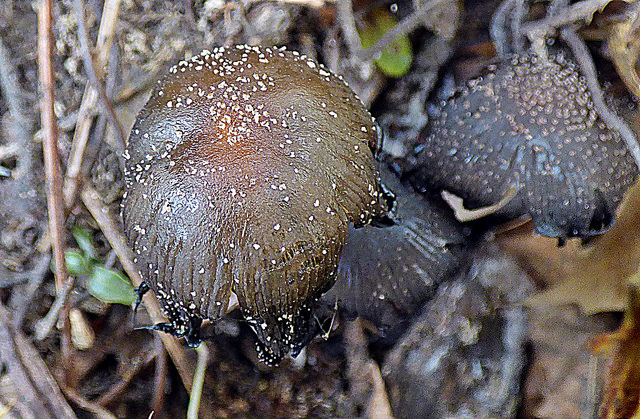 Mistaking toxic mushrooms for edible ones is common and sometimes deadly, researchers warn