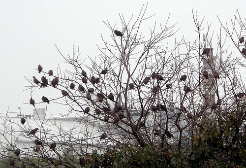 Matanza de aves a granel en Entre Rios