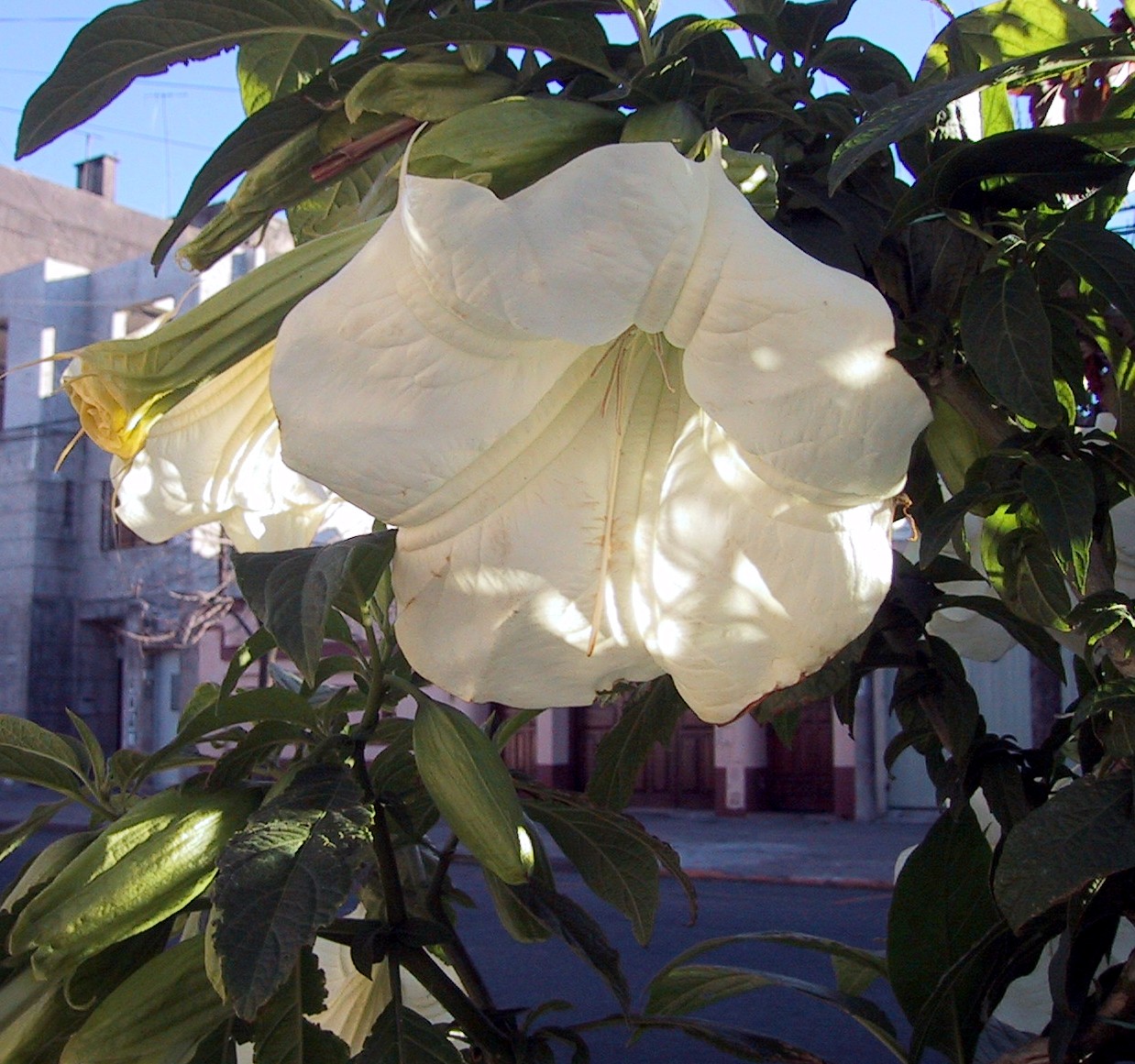 Ahora  quieren prohibir al floripondio en Buenos Aires