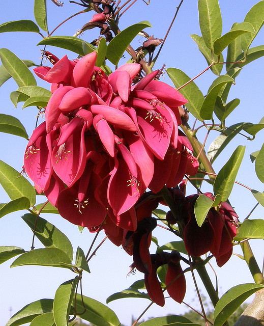 También necesitamos....recordar a la flor del ceibo en su día