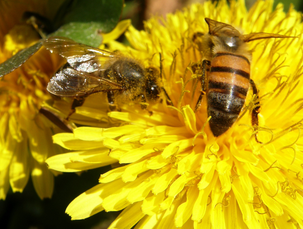 Mitos sobre insectos y roedores que conviven con humanos