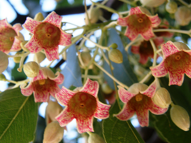 También necesitamos ....disfrutar los colores de las flores de los árboles de Rosario en primavera