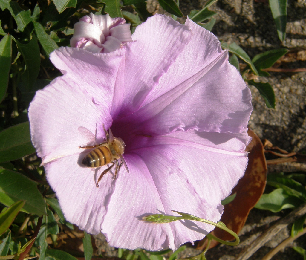 Trivia 140: insecticida prohibido en Alemania por toxicidad para abejas