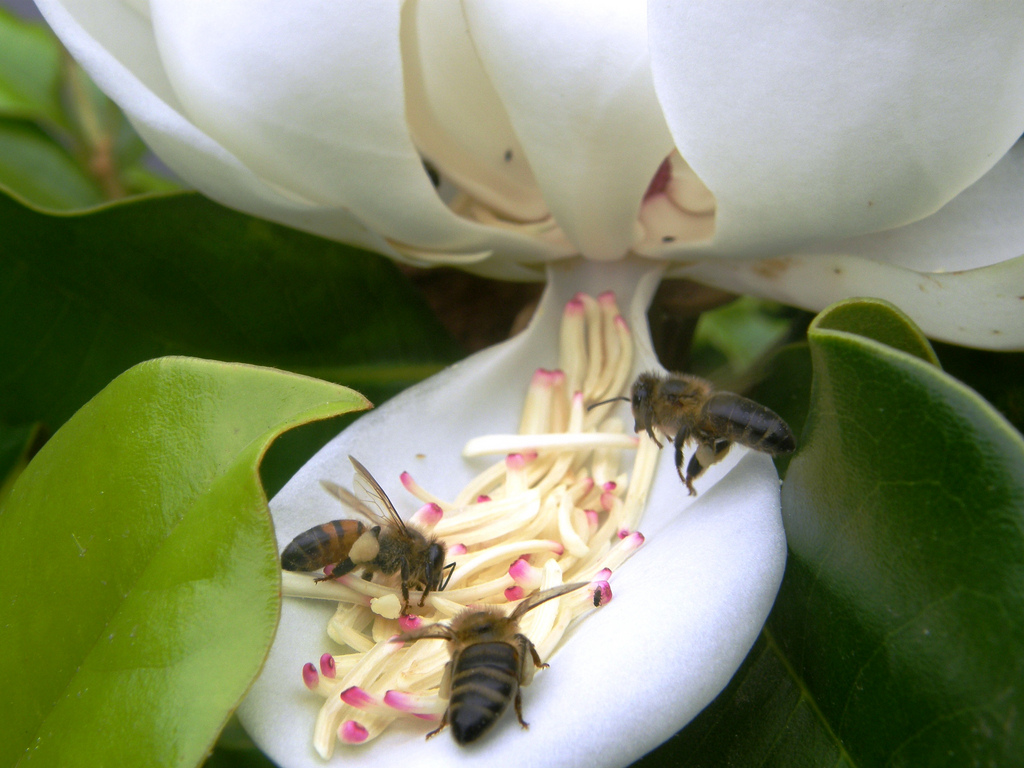 Prueba con abejas,  preferible libar flores con nicotina o cafeina