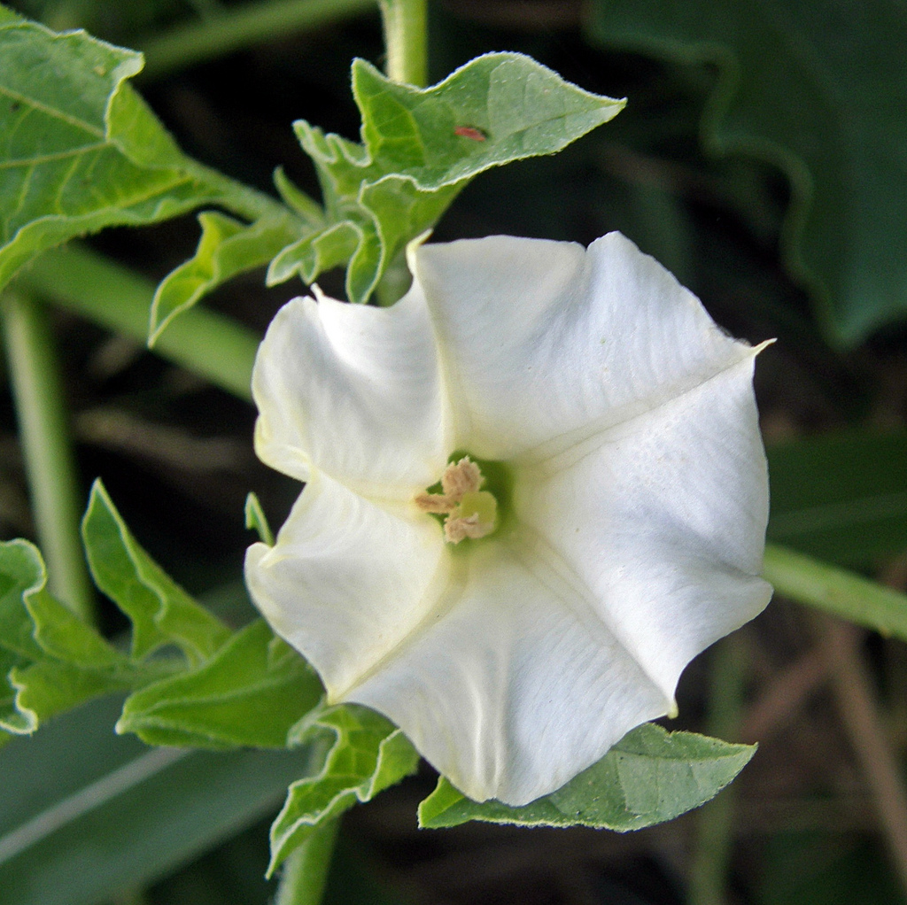 Pregunta 290: Aspectos de la intoxicación con especies de Datura