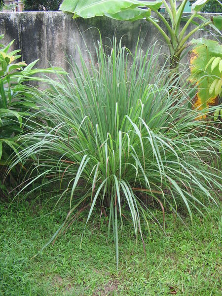 Aceite de Citronella