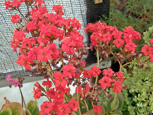 Calanchoe