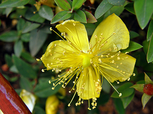 Trivia #322: Hypericum