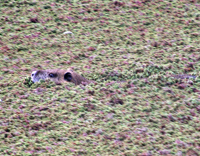 River otters in Central Illinois exposed to PCBs and pesticides,  banned in the U.S. decades ago