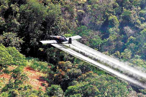 Sobre fumigar cultivos de coca con glifosato y los efectos en anfibios y reproducción humana (Co)