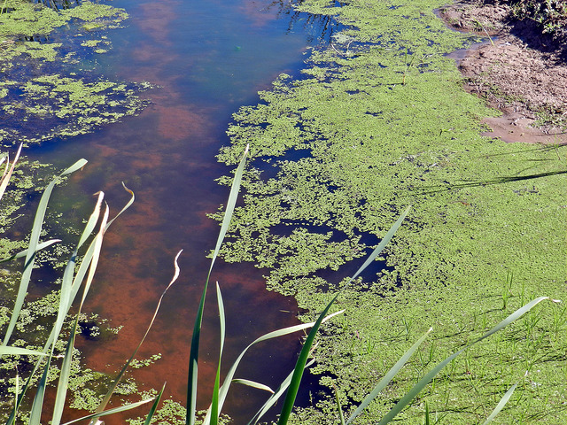 Detectan contaminación con insecticidas en arroyos, ríos y laguna de la periferia platense