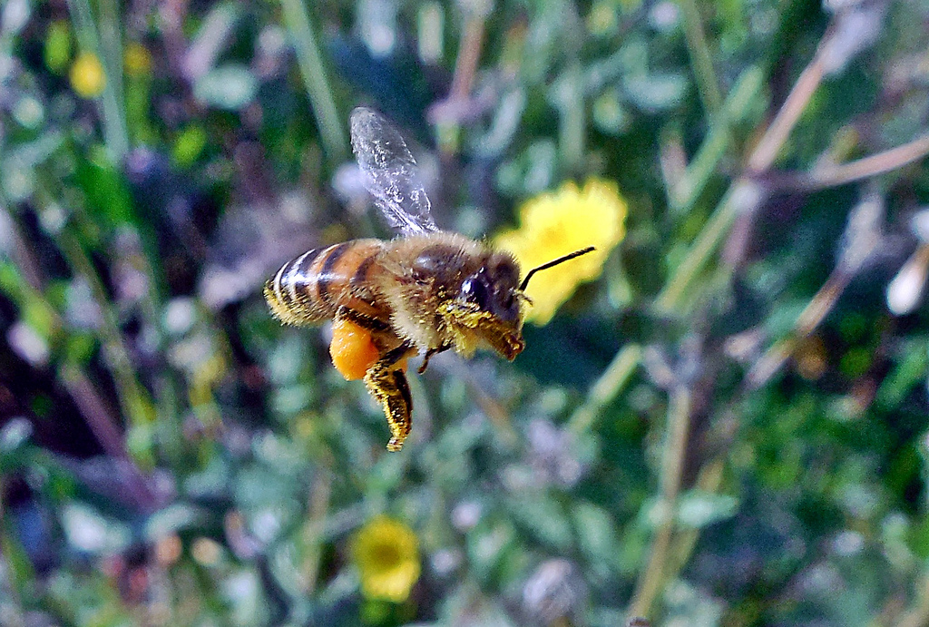 Abejas que visitan flores alcanzadas por herbicidas y cambios en la percepción olfativa y gustativa 