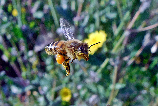 Le puso el cuerpo a su investigación sobre las abejas para saber donde duele más...