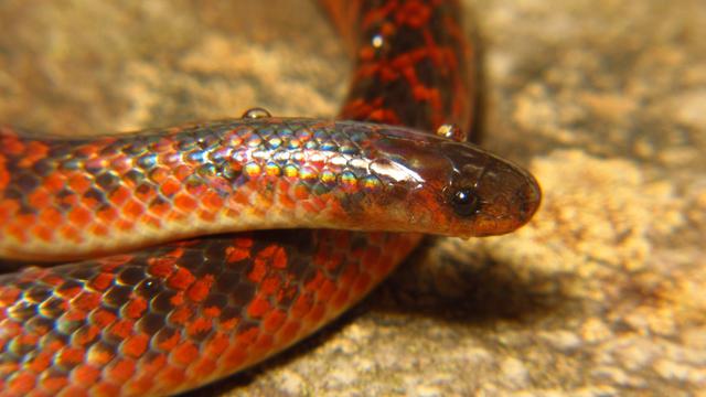 Atractus spinalis, nueva especie de serpiente, con hábitat en las sabanas del centro de Brasil