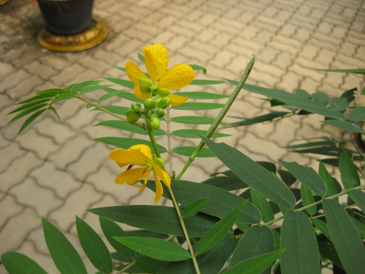 Aclarando la noticia reciente sobre Cassia Occidentalis