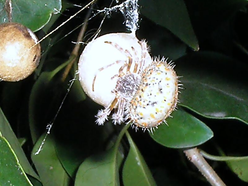 Identificar araña bonaerense