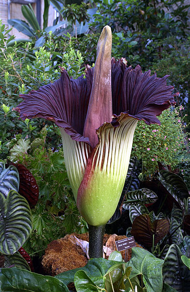 También necesitamos... a amorphophallus titan