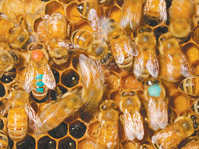 Clotianidina, muy tóxica para abejas