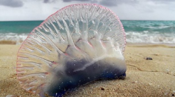 Encuentran physalia physalis en playas de Punta del Este y su entorno