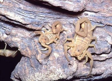 Pregunta 474: efectos oculares por Centruroides sculpturatus