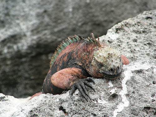 También necesitamos ... iguanas rosadas