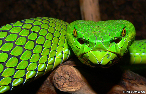 This snake and 999 others species new to science